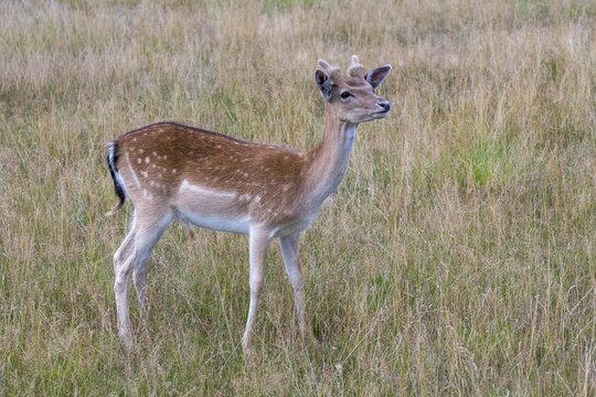 Dama dama, fallow deer, fallow deer, mammals, mammals