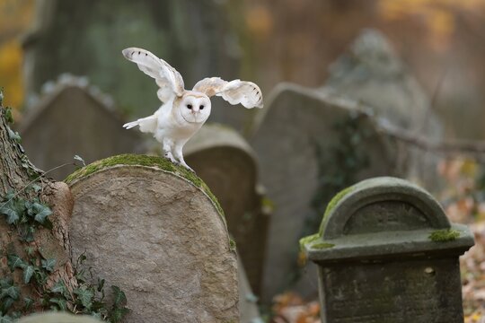 Common barn owl (Tyto alba), on a gravestone, Czech Republic