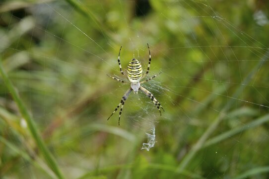 Black and yellow Ariope ( Argiope bruennichi) lurking in spidernet