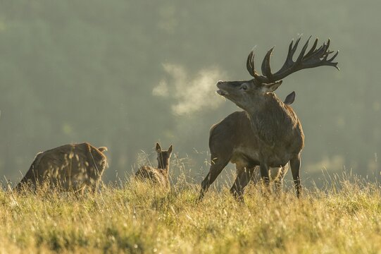 Strong red deer ( Cervus elaphus) pleading in the rut, Klamptenborg, Copenhagen, Denmark