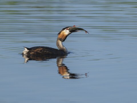 Great Crested Grebe (Podiceps Scalloped ribbonfish) with a large fish in its beak swimming on a lake, devouring a large, captured rudd (Scardinius erythrophthalmus), blue water, Lower Saxony, Germany