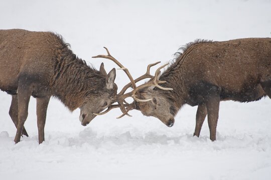Red deer (Cervus elaphus) two adult male stags fighting on a snow covered hillside, Leicestershire, England, United Kingdom