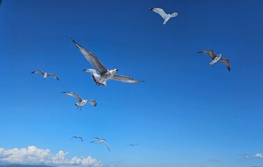 birds in the sky © Domaneantu
