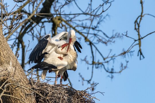 White stork at nest during mating, pair, Ciconia ciconia, Lake L&uuml;tzelsee, Canton of Zurich, Switzerland