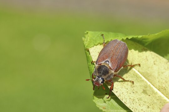 Cockchafer (Melolontha melolontha), field cockchafer, female on a leaf, Wilden, North Rhine-Westphalia, Germany