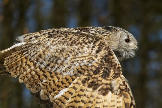 Close-up of an owl in flight, wings and feather pattern visible in the light, Siberian Eagle Owl (Bubo bubosibiricus), Germany