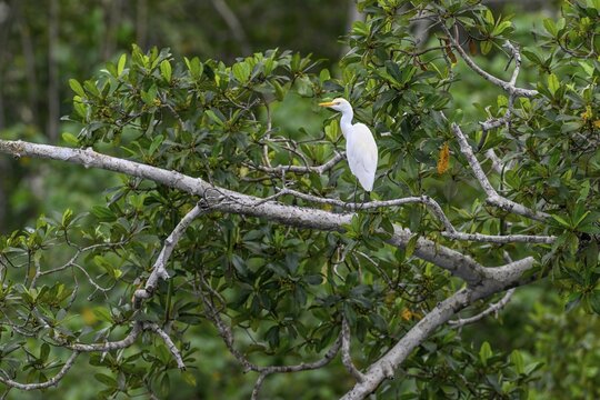 Cattle egret (Bubulcus ibis), Loango National Park, Parc National de Loango, Ogoou&eacute;-Maritime Province, Gabon