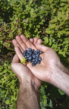 Freshly collected blueberries in one hand, Norway