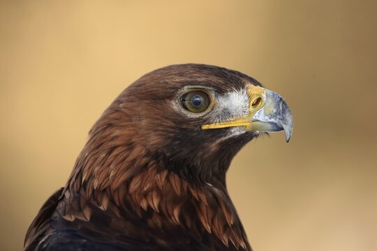 Golden eagle (Aquila chrysaetos), adult, animal portrait, in winter, &Scaron;umava, Czech Republic