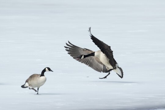 Canada geese standing on a frozen lake. Branta canadensis, One goose with agressive display. Goose chasing another goose