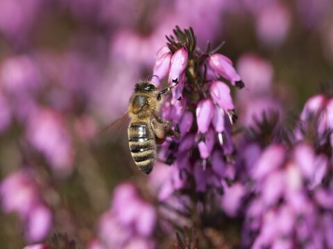 Honey bee (Apis mellifera) on flowers of snow heather (Erica carnea), Upper Bavaria, Germany