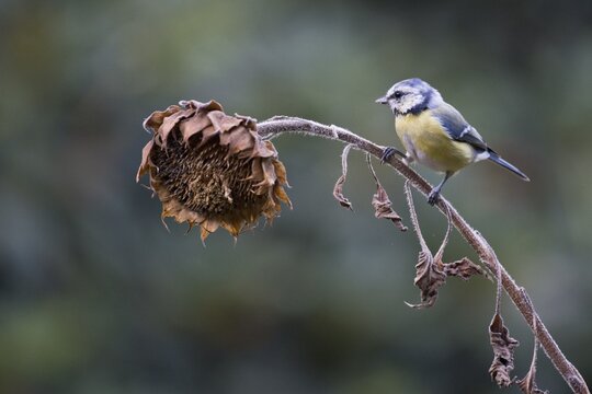 Blue Tit (Parus caerulea), Emsland, Lower Saxony, Germany