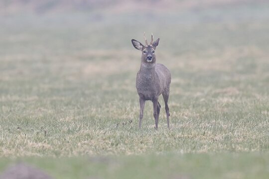 Roebuck (Capreolus capreolus), black roe deer, male, in the morning mist while foraging in a meadow, old animal, wildlife, black colour variant, Ochsenmoor, Naturpark D&uuml;mmer See, H&uuml;de Lower Saxony, Germany