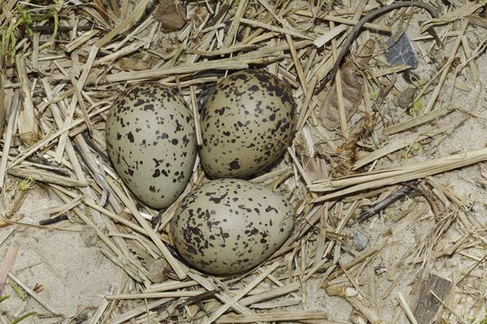 Oystercatcher (Haematopus ostralegus), clutch in nest, North Holland, Netherlands