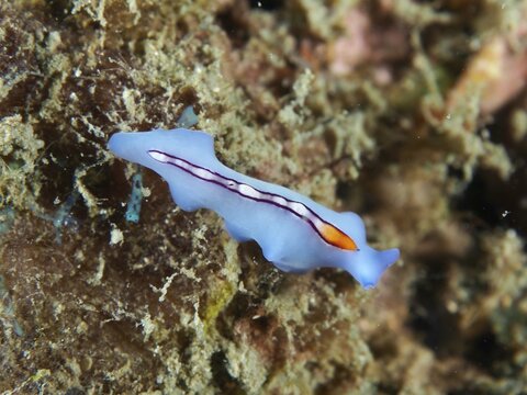 A blue flatworm with an orange wedge and a purple line, the striped vortex worm (Pseudoceros bifurcus), on the seabed at the Twin Reef dive site, Penyapangan, Bali, Indonesia