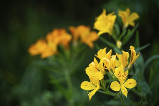 Peruvian lily or Golden Inca Lily (Alstroemeria Aura), Chelsea Physic Garden, Chelsea, England, United Kingdom