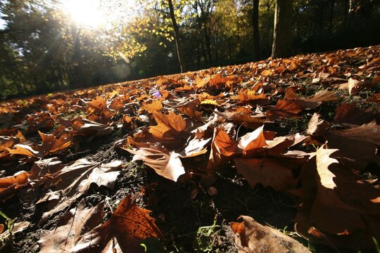 Autumn leaves Berlin, Germany