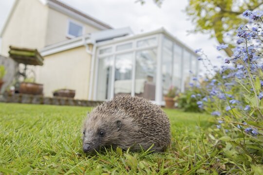 European hedgehog (Erinaceus europaeus) adult on a garden grass lawn with a house in the background, England, United Kingdom