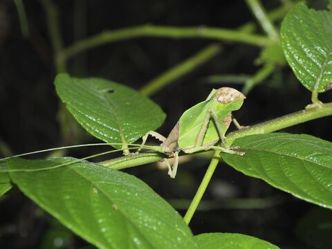 Living leaf, walking leaf (Pycnopalpa bicordata), ghost grasshopper, grasshopper, Monteverde cloud forest, Costa Rica, Central America