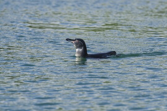 Gal&aacute;pagos Penguin (Spheniscus mendiculus), Isla Isabella, Gal&aacute;pagos Islands