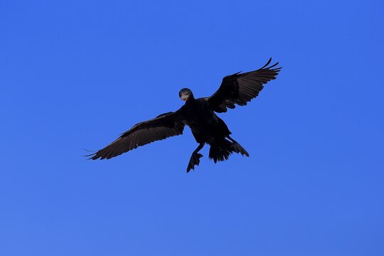 Cape Cormorant or Cape Shag (Phalacrocorax capensis), adult flying, landing, Betty's Bay, Western Cape, South Africa