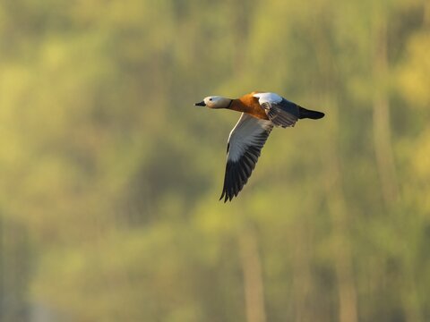 Ruddy shelduck (Tadorna ferruginea), male in flight, wildlife, Lower Saxony, Germany