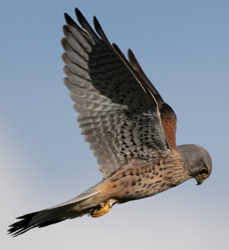 Cern&iacute;calo vulgar volando
