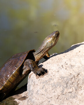 Tortuga leprosa tomando el sol