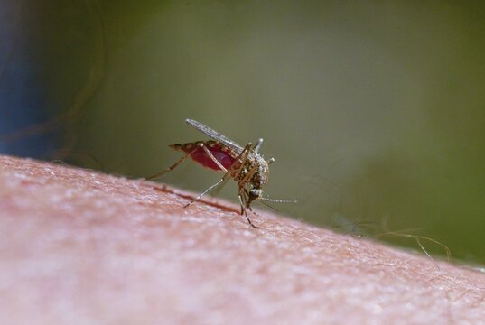 Culicidae, mosquito, mosquito, bloodsucker, diptera, insects, mosquito, pest, diptera
