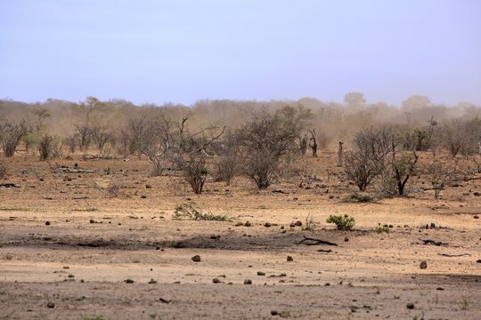 Dried Bushland, Drought, Kruger National Park, South Africa