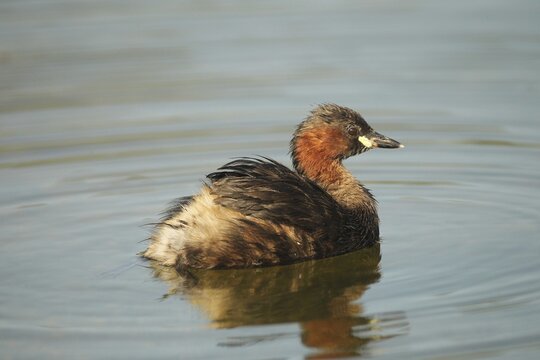 Little grebe (Tachybaptus ruficollis) Allg&auml;u, Bavaria, Germany, Allg&auml;u, Bavaria, Germany