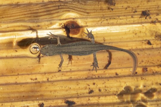 Smooth or Common newt (Lissotriton vulgaris) adult amphibian coming up to breath air from the water surface of a pond, England, United Kingdom