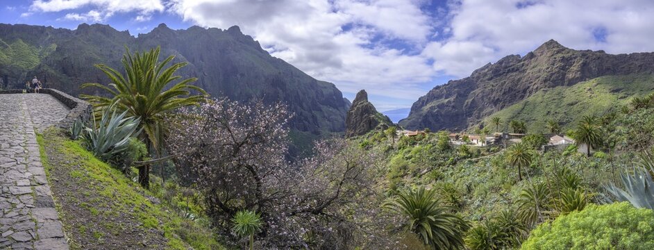 Flowering almond tree near the mountain village of Masca In the Teno Mountains, Masca, Tenerife, Spain