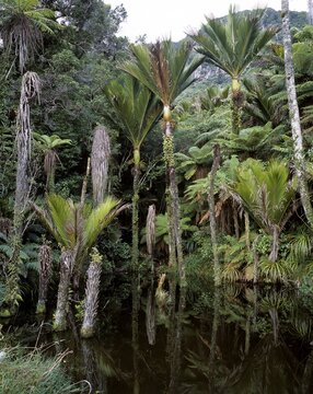 Pond and Nikau Palm Trees (Rhopalostylis sapida) endemic to New Zealand, Punakaiki National Park, South Island, New Zealand, Oceania