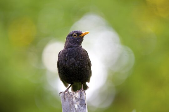 Blackbird (Turdus merula), Hesse, Germany