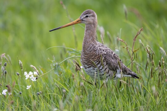 Black-tailed godwit (Limosa limosa) in wet meadow, Kattinger Watt, Schleswig-Holstein, Germany
