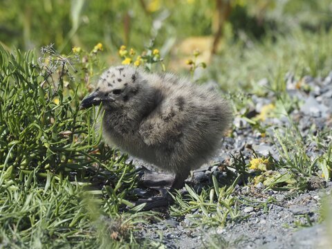 A fluffy chick of Mediterranean gull (Larus michahellis) sits on a stony path surrounded by grass and yellow flowers. Porquerolles Island, Giens, Hy&egrave;res, Provence, C&ocirc;te d'Azur, France