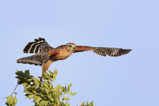 Red-shouldered Hawk (Buteo lineatus) soaring, Everglades National Park, Florida, USA