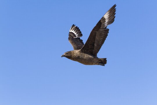 Moulting Brown Skua (Catharacta antarctica) in flight, Devil Island, Antarctica