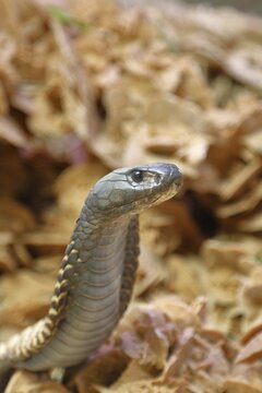 Cobra (Naja naja), erect, animal portrait, occurrence in Africa, captive, Terrazoo, North Rhine-Westphalia, Germany