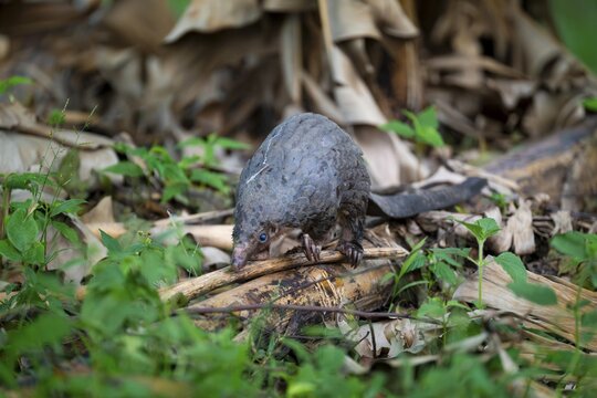 Pangolin on the ground, white-bellied pangolin (Phataginus tricuspis, Manis tricuspis), Western Region, Pangolin Rescue Center, Uganda
