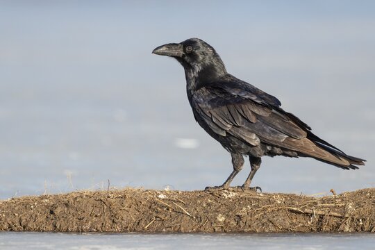 Common raven (Corvus corax), Feldberger Seenlandschaft, Mecklenburg-Western Pomerania, Germany