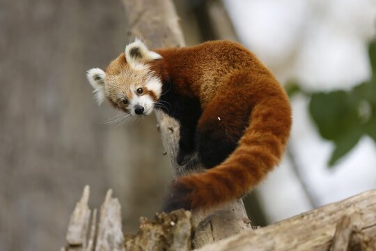 Red panda (Ailurus fulgens fulgens) on a tree trunk