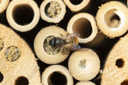 Leafcutter bee (Megachile willughbiella) adult insect on a bee or bug hotel in summer, England, United Kingdom