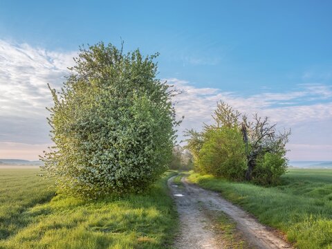 Dirt road through green fields in spring in morning light, white blooming field trees and fruit trees, near Freyburg, Saxony-Anhalt, Germany