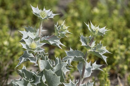 Sea holly (Eryngium maritimum), Schleswig-Holstein, Germany