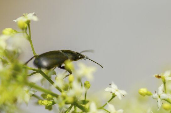 Carabidae, egg-shaped roadstrider, matte black street beetle, oodes helopioides, beetles, coleoptera, insects, beetles, ground beetles