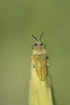Emerald beetle (Anthaxia hungarica), male, Provence, southern France