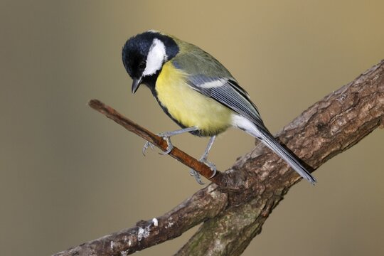 Great tit (Parus major) on a branch, wildlife, Germany