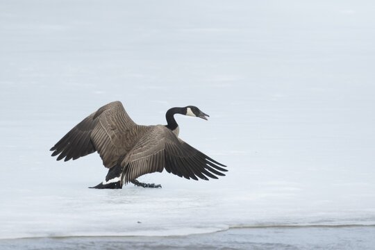 Canada goose standing on a frozen lake. Branta canadensis. Goose with agressive display. Goose chasing other goose